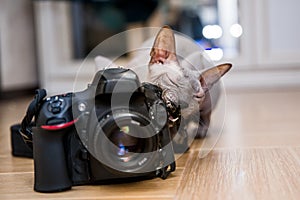 Sphynx cat gnaws at the camera at shallow depth of field