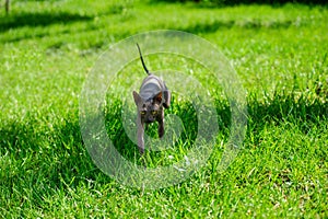 Sphynx cat on a green grass