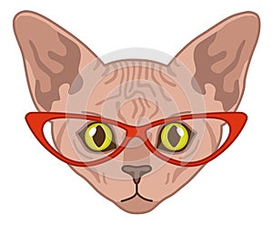 Sphynx cat head. Funny character in red glasses, domestic animal portrait, cute smart pet illustration, trendy adorable