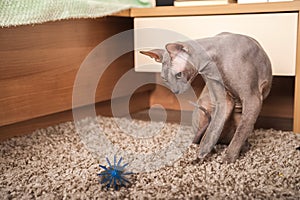 Sphynx cat at home. Closeup portrait of a home gray sphinx cat. Cat plays at home and copy space