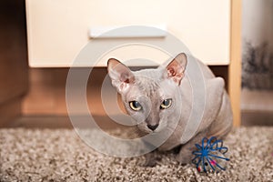 Sphynx cat at home. Closeup portrait of a home gray sphinx cat. Cat plays at home and copy space