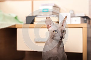 Sphynx cat at home. Closeup portrait of a home gray sphinx cat. Cat plays at home and copy space