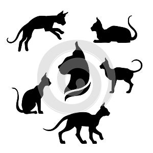 Sphynx cat icons and silhouettes. photo