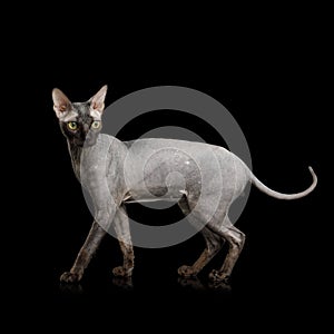 Sphynx Cat on isolated black background