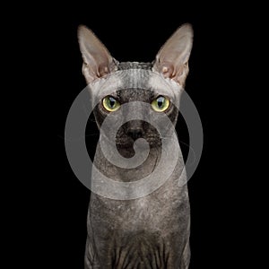 Sphynx Cat on isolated black background