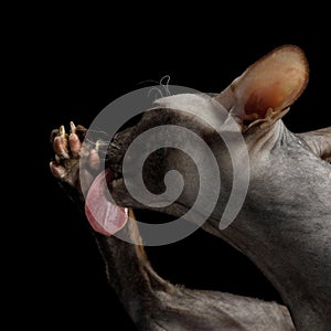 Sphynx Cat on isolated black background