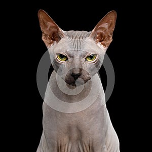 Sphynx Cat on isolated black background