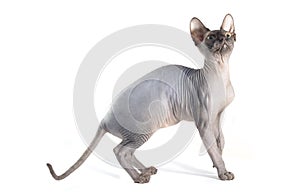 Sphynx cat isolated on white