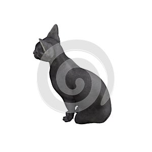 Sphynx cat isolated on white background. photo