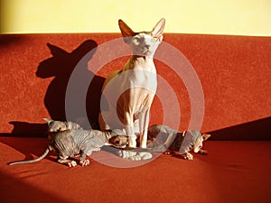 Sphynx cat and kittens