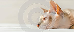 Sphynx cat lies and looks to the side on a white background. Cat close-up
