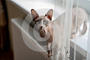 Sphynx cat light with blue eyes