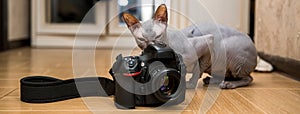 Sphynx cat looking at the camera