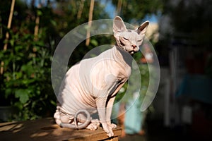 Sphynx cat outdoors in sunlight