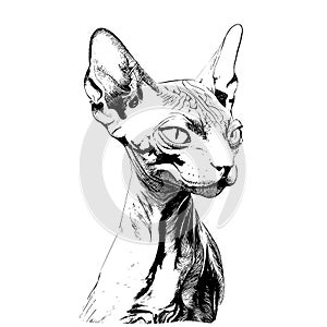 Sphynx cat portrait sketch hand drawn in engraved style