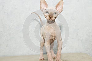 Sphynx cat poses for a photo shoot