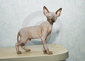 Sphynx cat poses for a photo shoot photo