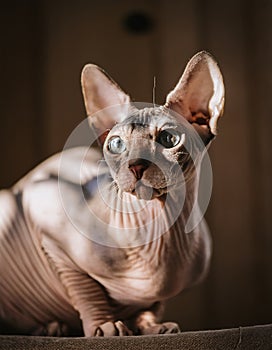 Sphynx Cat. Beautiful sphynx photo