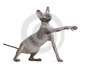 Sphynx cat reaching, 9 months old