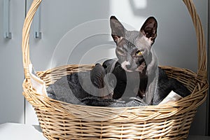 Sphynx Cat Resting in a Wicker Basket under Sunlight photo