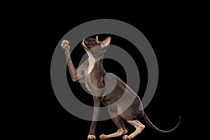 Sphynx Cat Standing on Hind Legs Reaching Paw, Black