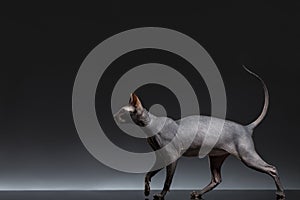 Sphynx Cat Walks on Black Background, Side