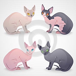 Sphynx cats