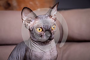 Sphynx hairless cat 4 month kitten male