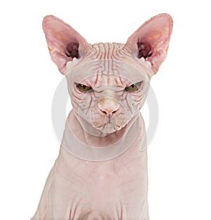 Sphynx Hairless Cat, 4 years old, against white background