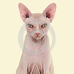 Sphynx Hairless Cat, 4 years old, against yellow background