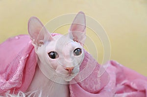 Sphynx hairless cat