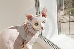 Sphynx hairless cat, anti-allergenic cat, pet sits on the window. Beautiful  cat with hairless skin looks on the camera