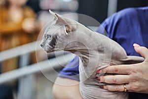 Sphynx is hairless cat with the behavior and character of dog