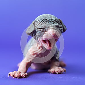 Sphynx Hairless Cat of blue and white two weeks old with mouth wide open is trying to get up on paws