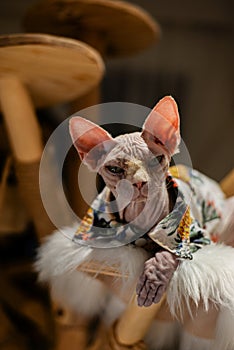 Sphynx Hairless cat in clothes angry face look at camera, dark style