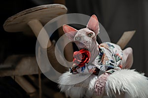 Sphynx Hairless cat in clothes sit on tree hold red rose, look at camera