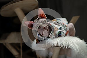 Sphynx Hairless cat in clothes sit on tree look at camera in night dark background