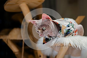 Sphynx Hairless cat in clothes sit on tree and look to somewhere