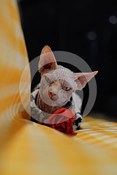 Sphynx Hairless cat in clothes sit on yellow sofa hold red rose look at camera, angry face Vertical