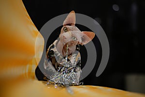 Sphynx Hairless cat in coat eat cat toy in dark night on orange sofa