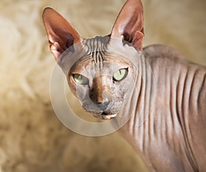 Sphynx hairless cat on fabric background