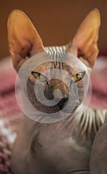 Sphynx hairless cat on fabric background. Selective focus