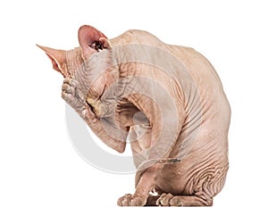 Sphynx Hairless Cat grooming against white background