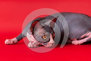 Sphynx Hairless cat lying down on deep red background, looking over shoulder with watchful gaze