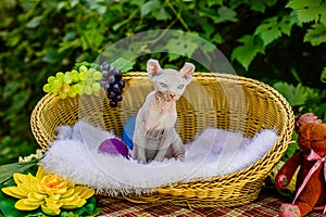 Sphynx hairless cat in nature. Sphinx in a wooden basket in the garden