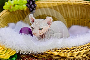 Sphynx hairless cat in nature. Sphinx in a wooden basket in the garden