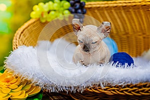 Sphynx hairless cat in nature. Sphinx in a wooden basket in the garden