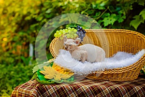 Sphynx hairless cat in nature. Sphinx in a wooden basket in the garden