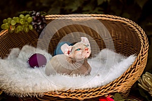 Sphynx hairless cat in nature. Sphinx in a wooden basket in the garden