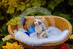 Sphynx hairless cat in nature. Sphinx in a wooden basket in the garden